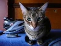 Sample 1 – Tabby