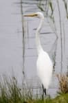 Sample 1 – American egret