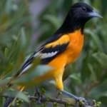 Sample 4 – Baltimore oriole