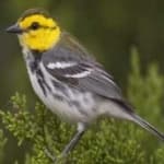 Sample 1 – Golden cheeked warbler