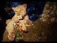 Sample 5 – Jaguar car