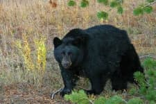 Sample 1 – American black bear