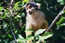 Sample 4 – Squirrel monkey