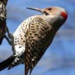 Sample 5 – Northern flicker