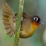 Sample 5 – Antbird