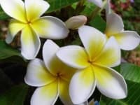 Sample 4 – Frangipani