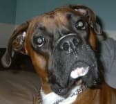 Sample 3 – Boxer