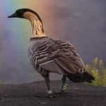 Sample 6 – Hawaiian goose