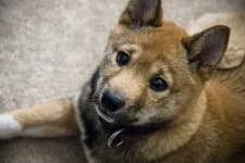 Sample 3 – Shiba inu