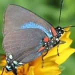 Sample 1 – Hairstreak