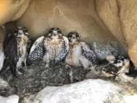 Sample 6 – Falcon