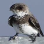 Sample 3 – Sand martin