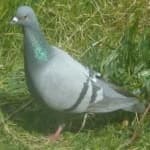 Sample 5 – Rock dove