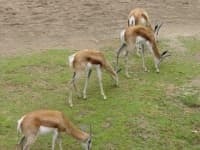 Sample 3 – Gazelle