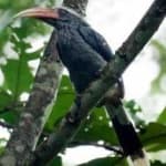 Sample 6 – Malabar hornbill