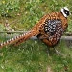 Sample 15 – Elliots pheasant