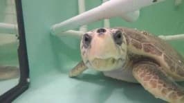 Sample 4 – Sea turtle