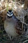 Sample 5 – Quail
