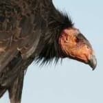 Sample 5 – California condor