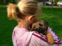 Sample 4 – Border terrier