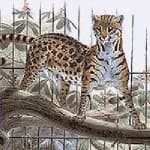 Sample 6 – Wild cat