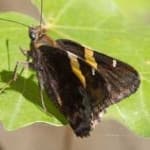 Sample 21 – Banded butterfly
