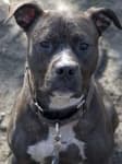 Sample 2 – American staffordshire terrier