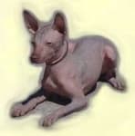 Sample 3 – Mexican hairless