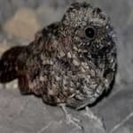 Sample 1 – Common poorwill