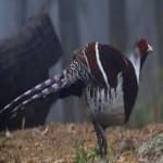 Sample 5 – Elliots pheasant