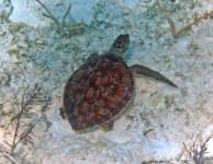 Sample 3 – Turtle
