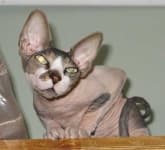 Sample 1 – Sphynx
