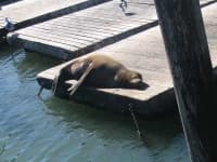 Sample 4 – Sea lion