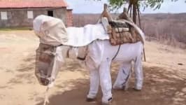 Sample 3 – Donkey