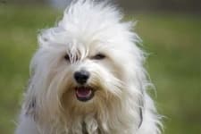 Sample 3 – Havanese