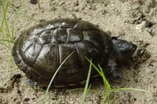 Sample 6 – Mud turtle