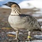 Sample 2 – Hawaiian goose
