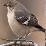 Sample 6 – Northern mockingbird