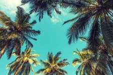 Sample 4 – Palm tree