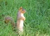 Sample 1 – Fox squirrel