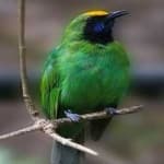Sample 6 – Bornean leafbird
