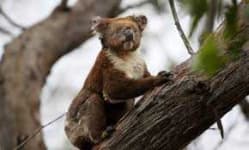 Sample 5 – Koala