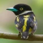 Sample 21 – Black yellow broadbill