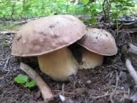 Sample 3 – Bolete