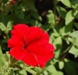 Sample 3 – Petunia