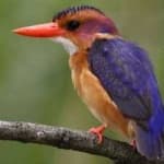 Sample 6 – Pygmy kingfisher
