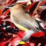 Sample 6 – Cedar waxwing