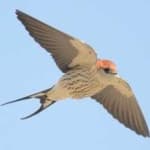 Sample 2 – Stripped swallow