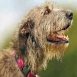 Sample 2 – Irish wolfhound