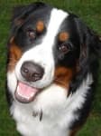 Sample 3 – Bernese mountain dog